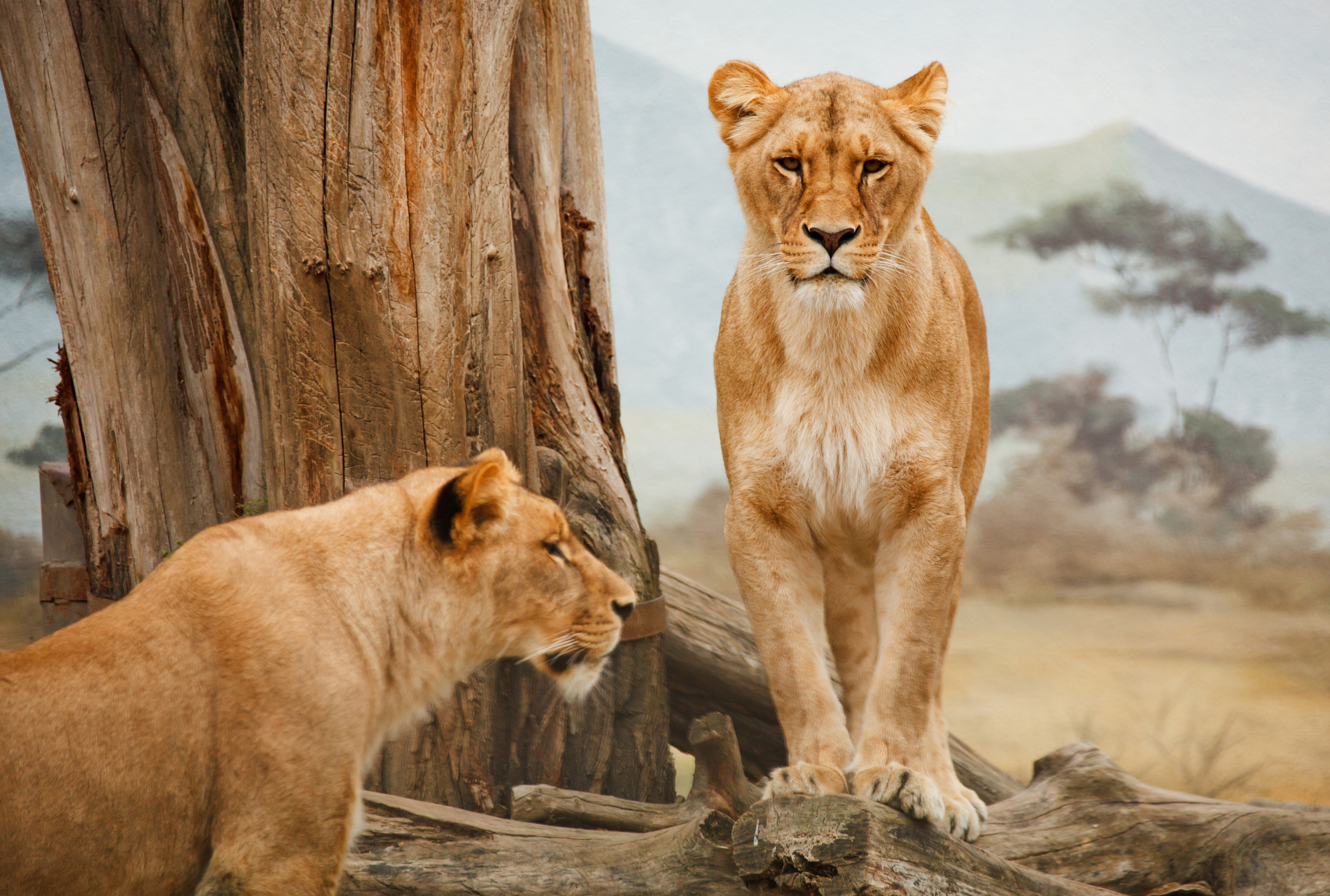Lioness (3)